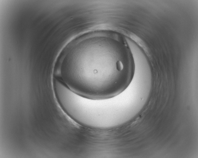 X0000068861334200605192007