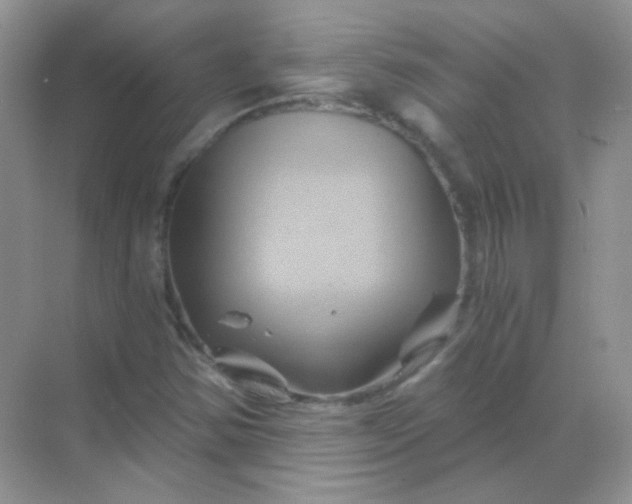 X0000068861354200605192006