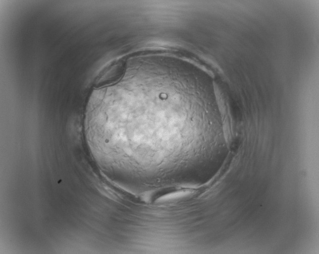 X0000068861355200605192006