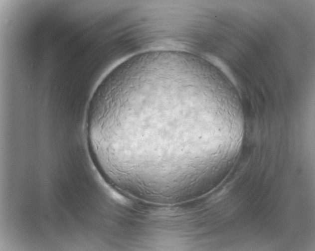 X0000068861387200605192006