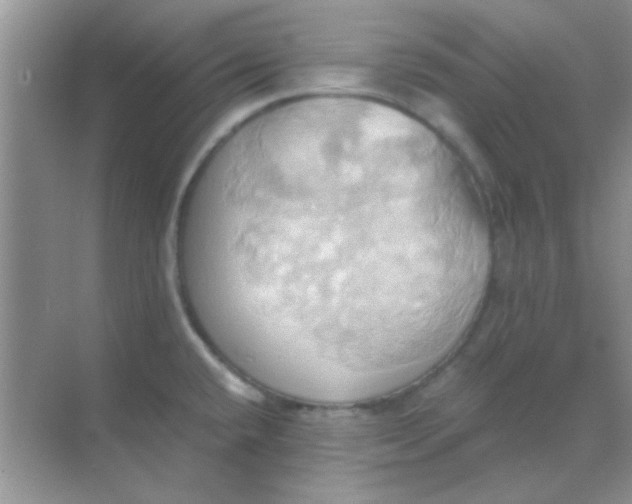 X0000068861432200605192006