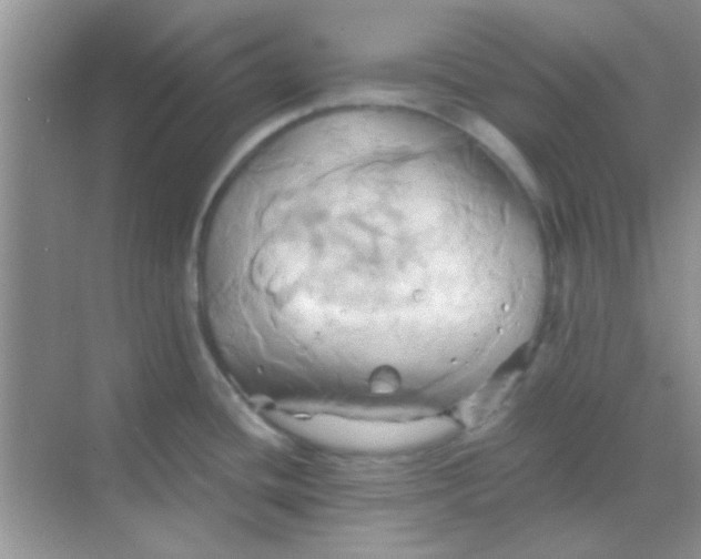 X0000068861436200605192006