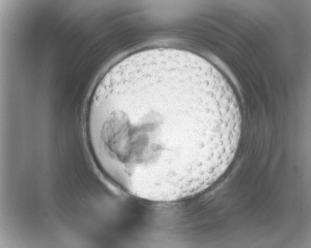 X0000068861437200605192006