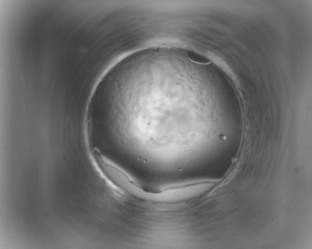 X0000068861440200605192006