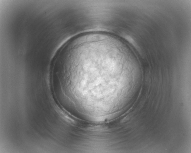 X0000068861460200605192005