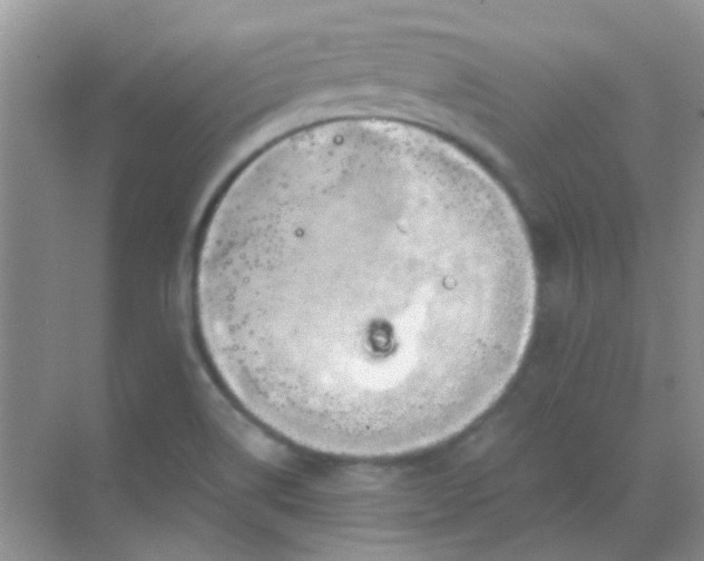 X0000068861514200605192004