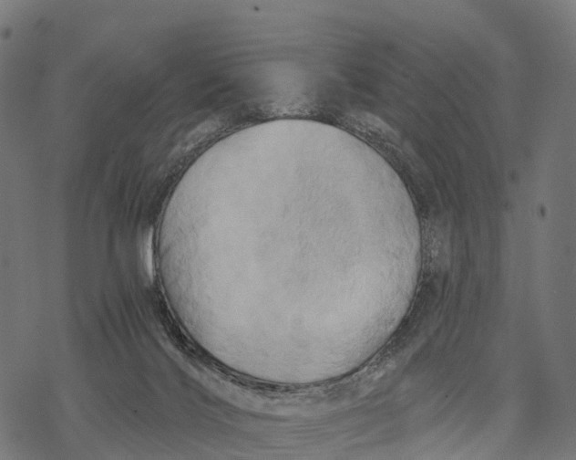 X0000068860028200605261742