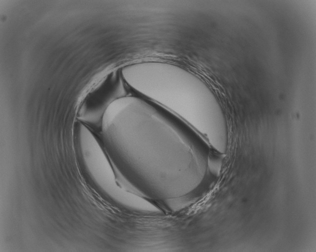 X0000068860244200605261737
