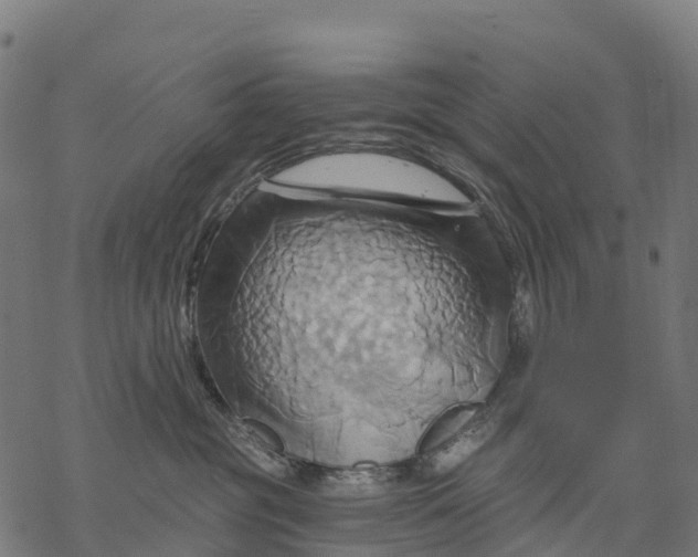 X0000068860381200605261736