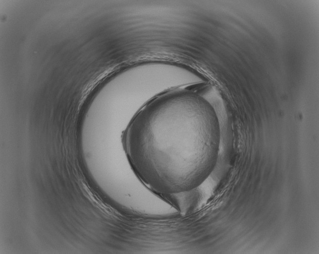 X0000068860446200605261734