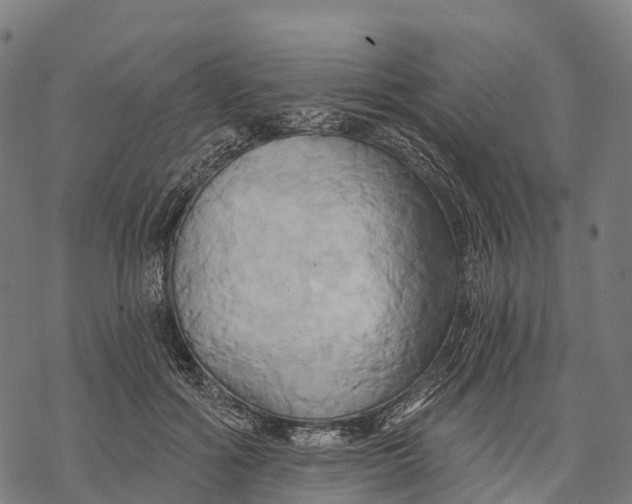 X0000068860602200605261732