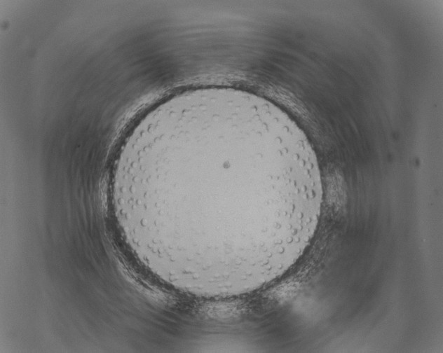 X0000068860632200605261731