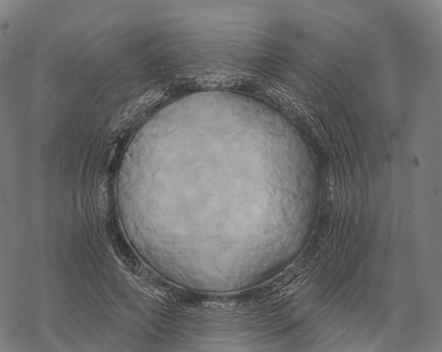 X0000068860690200605261731