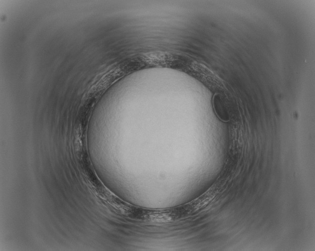 X0000068860702200605261731