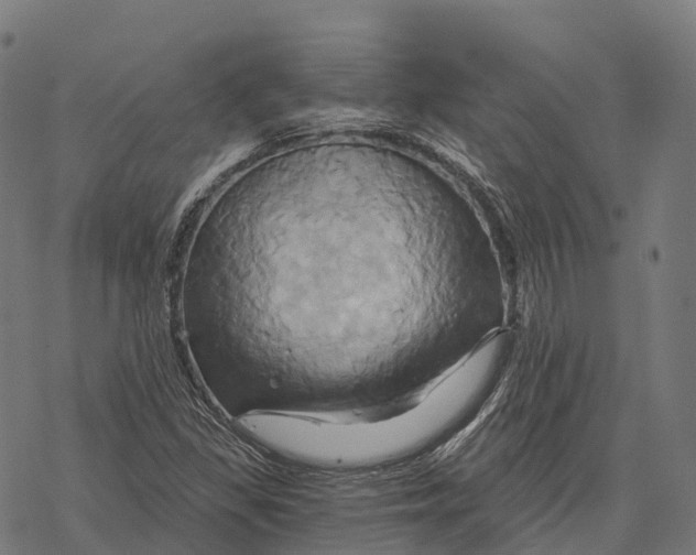 X0000068861309200605261720