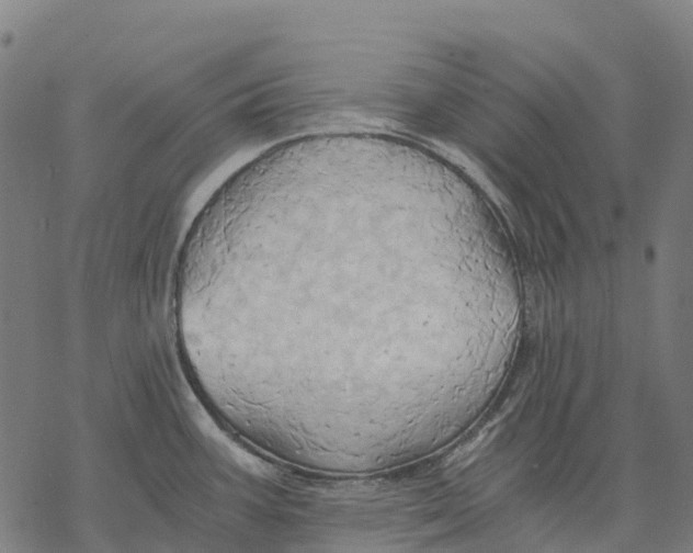X0000068861387200605261719
