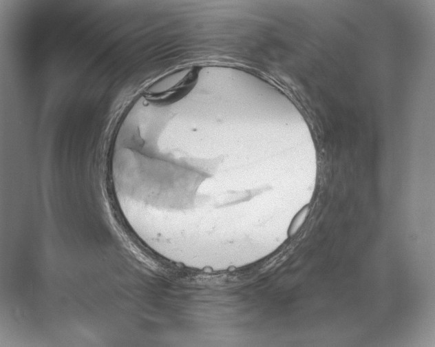 X0000068860049200606021811