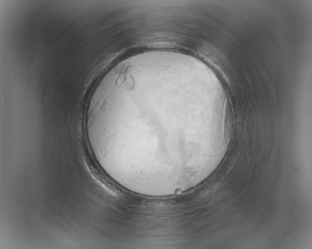 X0000068860533200606021803