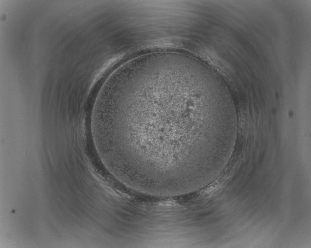 X0000068890112200605051407