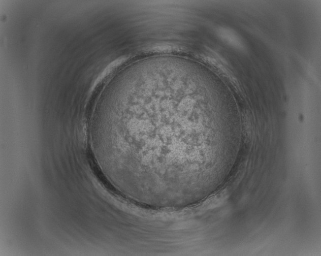 X0000068890016200605081331