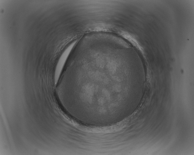 X0000068890017200605081331