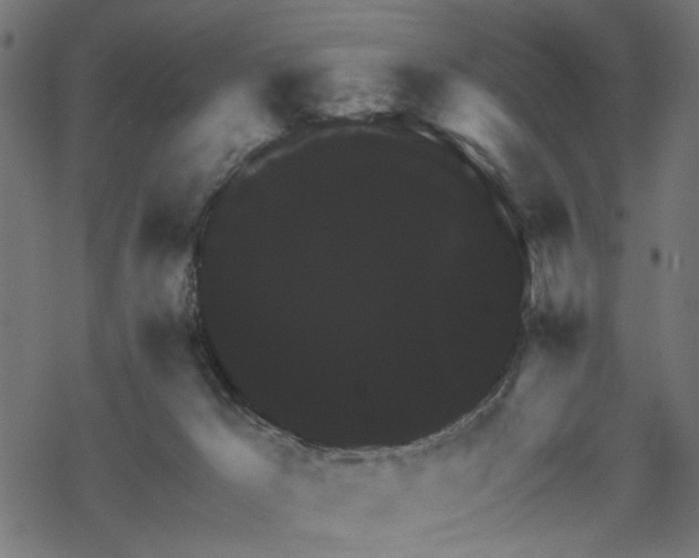 X0000068890029200605081331