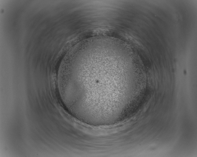 X0000068890038200605081331