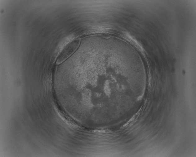 X0000068890107200605081330