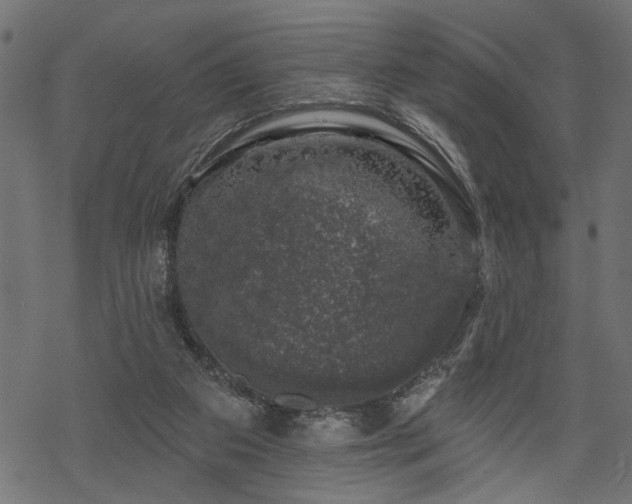 X0000068890113200605081330