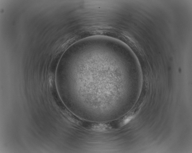 X0000068890125200605081329