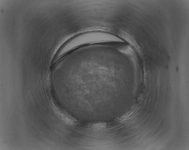 X0000068890156200605081328