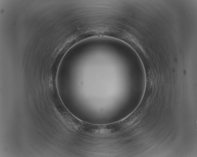 X0000068890212200605081328