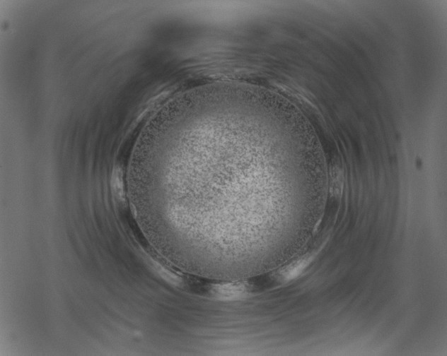 X0000068890238200605081327