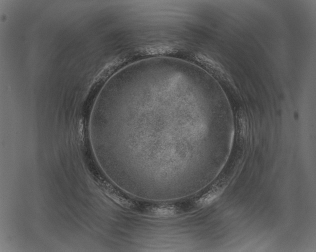 X0000068890308200605081326