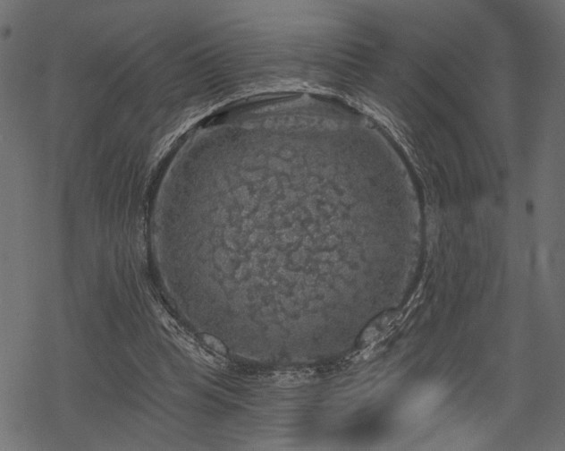 X0000068890345200605081325