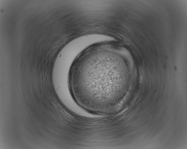 X0000068890428200605081324