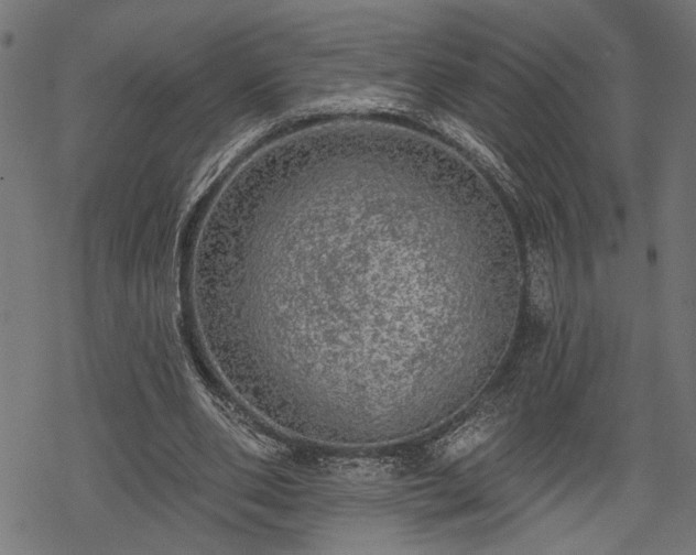 X0000068890486200605081323