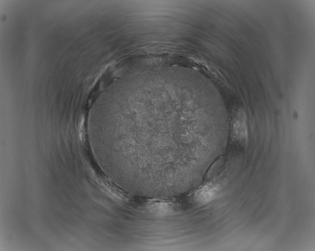 X0000068890620200605081321