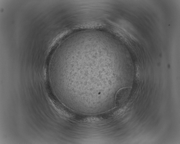 X0000068890636200605081320