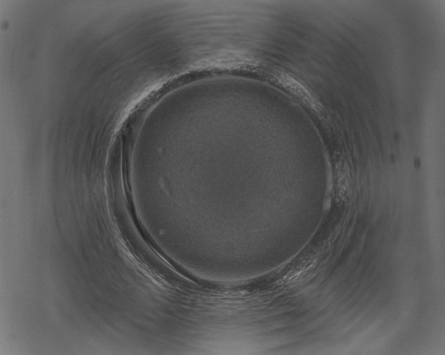 X0000068890680200605081320