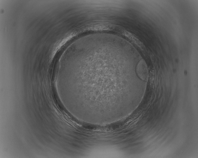 X0000068890727200605081319