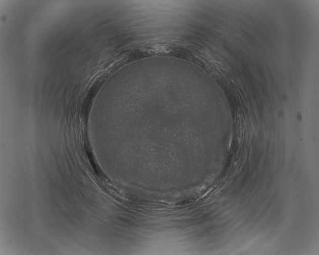 X0000068890747200605081319