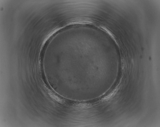 X0000068890779200605081318