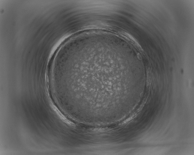 X0000068890796200605081318