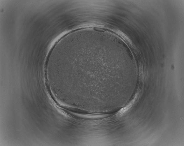 X0000068890854200605081318