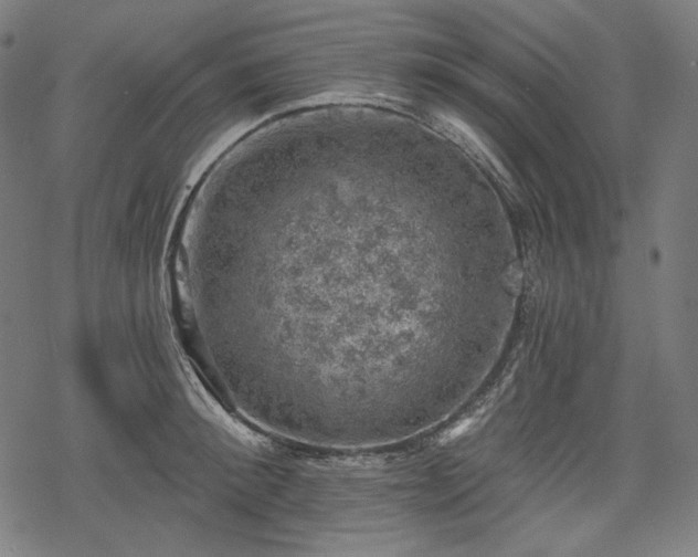 X0000068890900200605081316