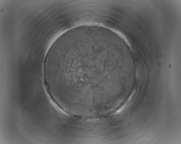 X0000068890903200605081316