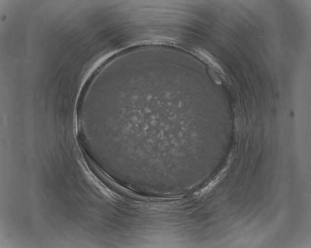 X0000068890940200605081316