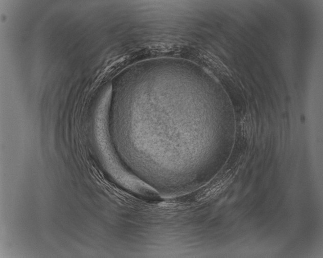 X0000068890961200605081315