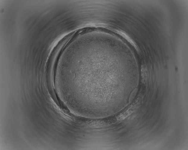 X0000068890972200605081315